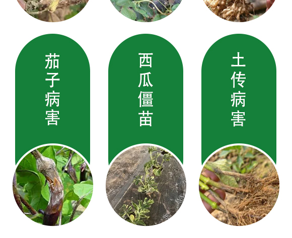 保花膨果肥-田園季豐-大豐肥業(yè) 保花膨果肥-田園季豐-大豐肥業(yè)