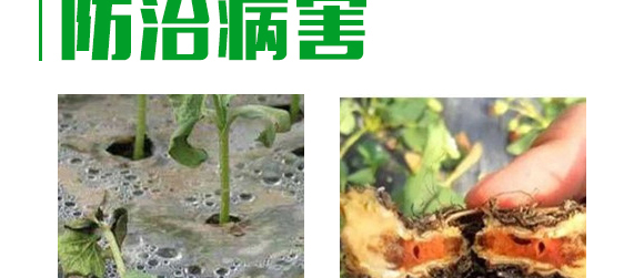5g噁霉靈水分散粒劑-土紳-長雙農藥 5g噁霉靈水分散粒劑-土紳-長雙農藥