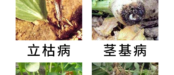 5g噁霉靈水分散粒劑-土紳-長雙農藥 5g噁霉靈水分散粒劑-土紳-長雙農藥