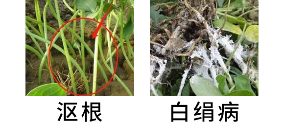 5g噁霉靈水分散粒劑-土紳-長雙農藥 5g噁霉靈水分散粒劑-土紳-長雙農藥