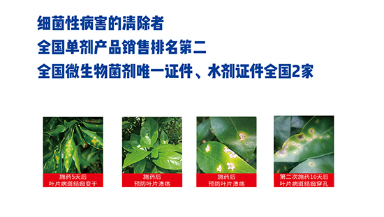 熒光假單細胞-細璽-農墾 熒光假單細胞-細璽-農墾