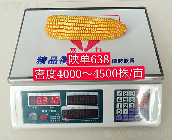陜單638玉米種子-好壯佳-中亞農業 陜單638玉米種子-好壯佳-中亞農業