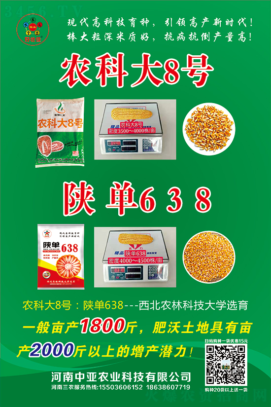 陜單638玉米種子-好壯佳-中亞農業 陜單638玉米種子-好壯佳-中亞農業