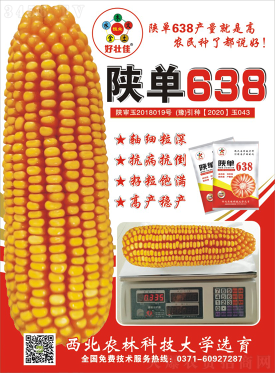 陜單638玉米種子-好壯佳-中亞農業 陜單638玉米種子-好壯佳-中亞農業
