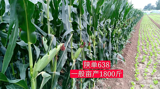 陜單638玉米種子-好壯佳-中亞農業 陜單638玉米種子-好壯佳-中亞農業