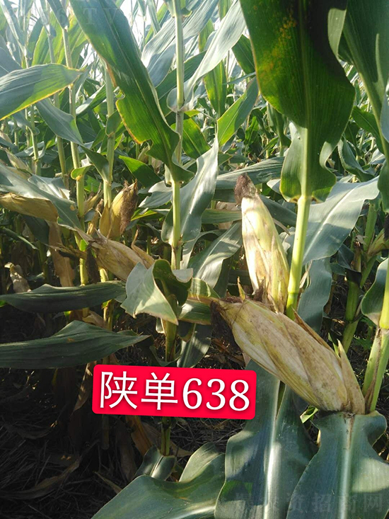 陜單638玉米種子-好壯佳-中亞農業 陜單638玉米種子-好壯佳-中亞農業