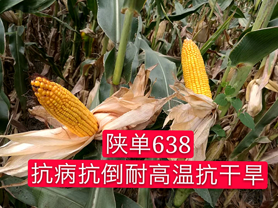 陜單638玉米種子-好壯佳-中亞農業 陜單638玉米種子-好壯佳-中亞農業