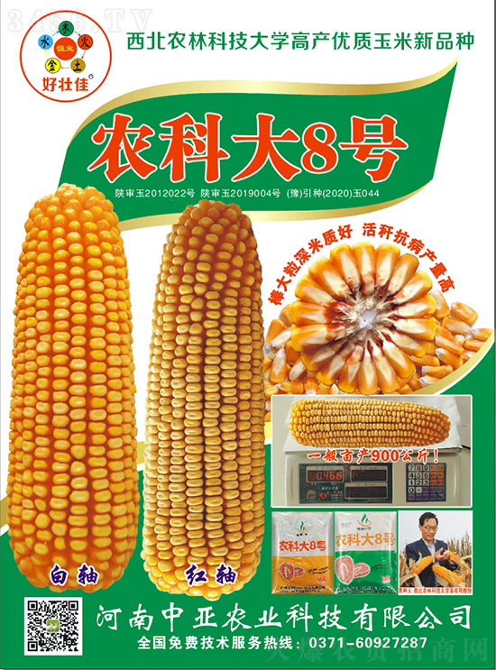 白芯農(nóng)科大8號玉米種子-敦煌飛天-中亞農(nóng)業(yè) 白芯農(nóng)科大8號玉米種子-敦煌飛天-中亞農(nóng)業(yè)