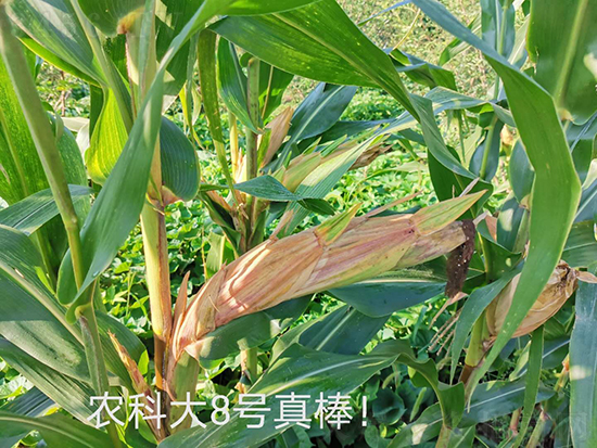白芯農(nóng)科大8號玉米種子-敦煌飛天-中亞農(nóng)業(yè) 白芯農(nóng)科大8號玉米種子-敦煌飛天-中亞農(nóng)業(yè)