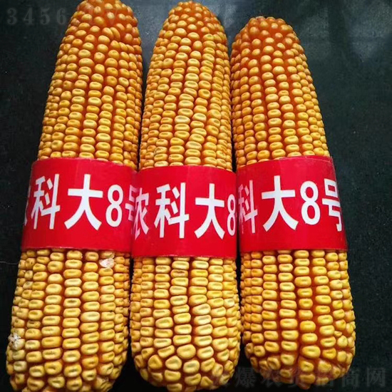 白芯農(nóng)科大8號玉米種子-敦煌飛天-中亞農(nóng)業(yè) 白芯農(nóng)科大8號玉米種子-敦煌飛天-中亞農(nóng)業(yè)