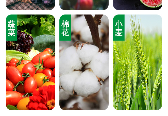 25%噻虫嗪悬剂_06.jpg