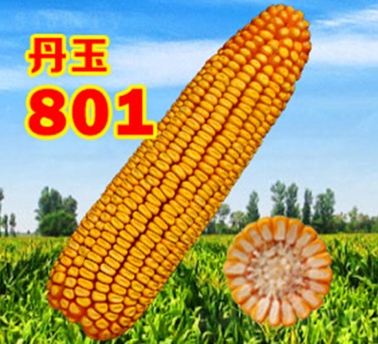 801-׷N-NI