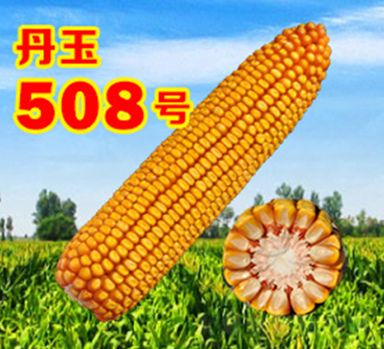 508̖-׷N-NI