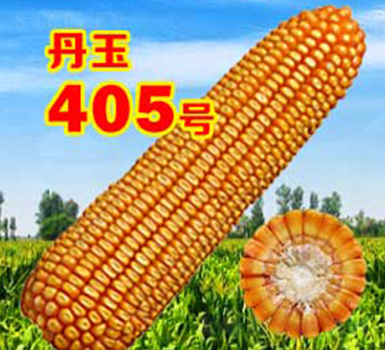 405̖-׷N-NI
