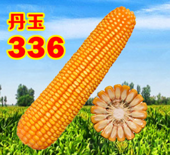 336-׷N-NI