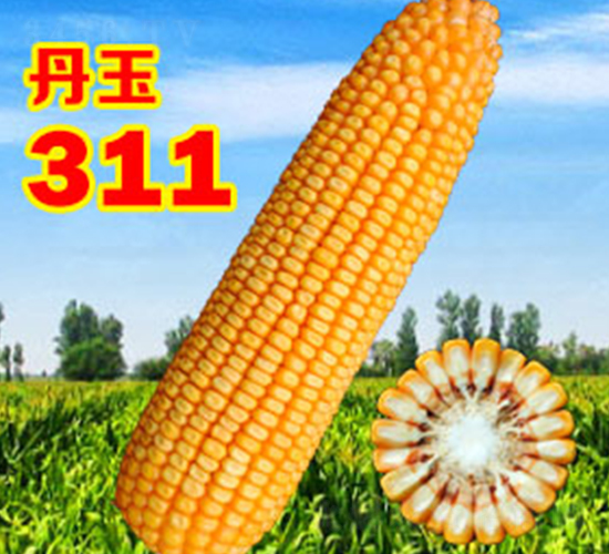 311-׷N-NI
