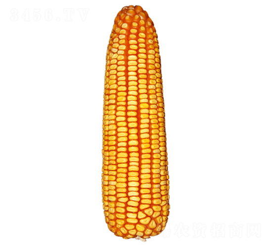 68-׷N-ԣSNI