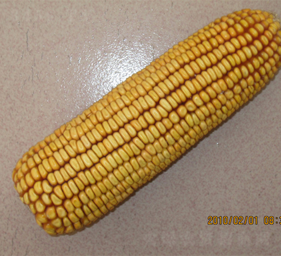 B16-׷N-rNI