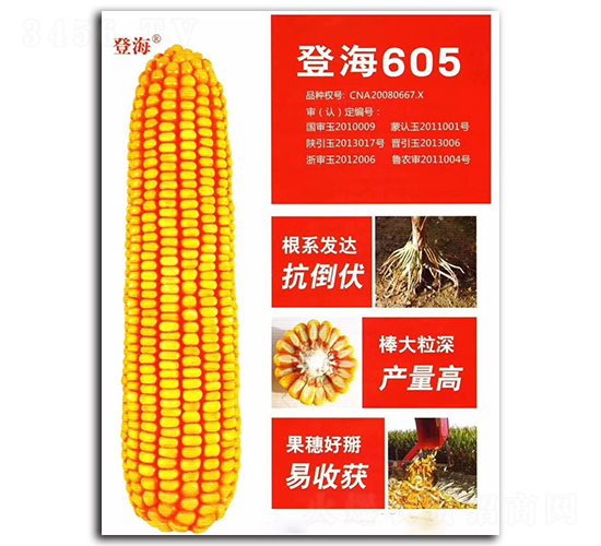 Ǻ605-׷N-|rI