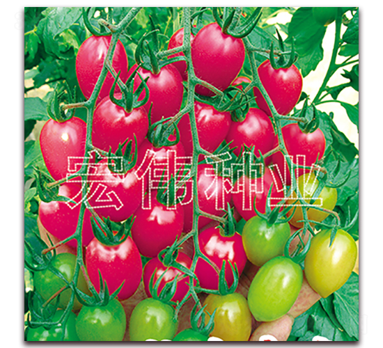 ̖-tN-ꂥNI