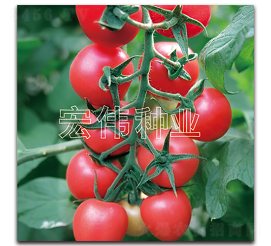 516-tN-ꂥNI