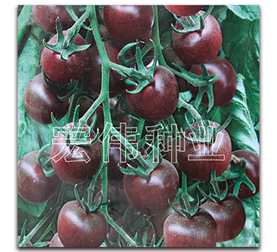 һ̖-tN-ꂥNI