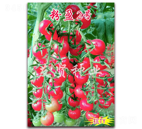 ӯ2̖-TYСѷN-tNI