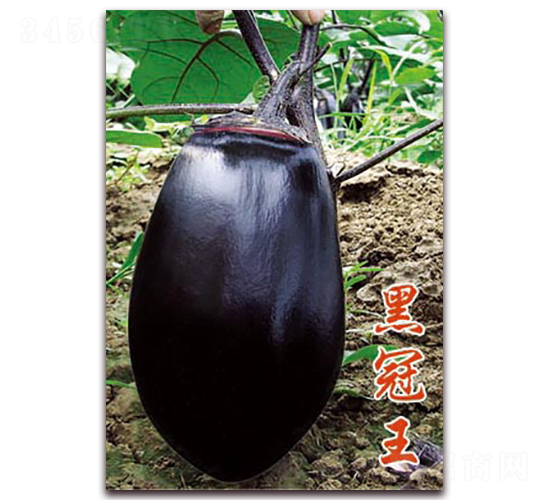 ڹ-ӷN-ѹNI