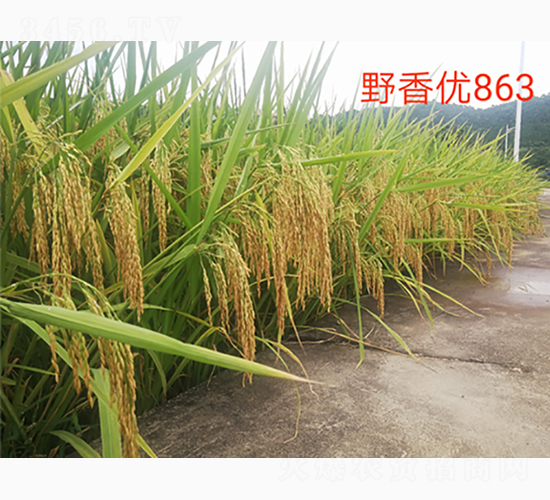 Ұマ863-GNI