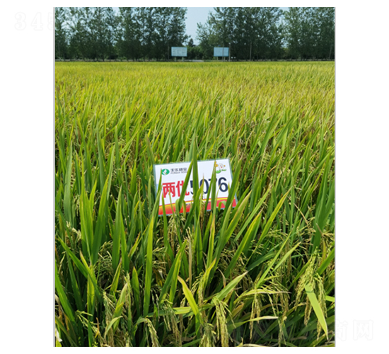 Ƀ5076-ˮN-SNI