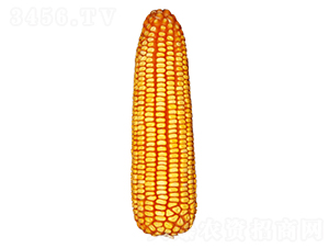 68-׷N-ԣSNI