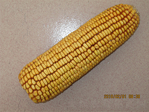 B16-׷N-rNI