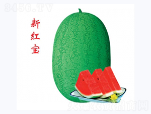 ¼t-ϷN-ؼtNI