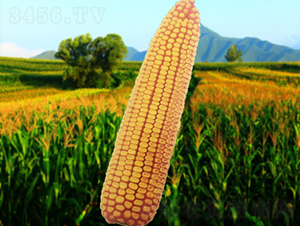 203-׷N-NI
